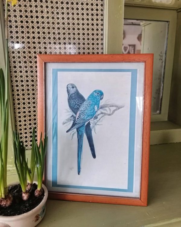 Obrazek papugi